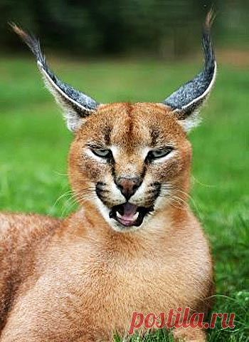 Caracal - Precision Black Ears, Bird Hunter | Animal Pictures and Facts | FactZoo.com