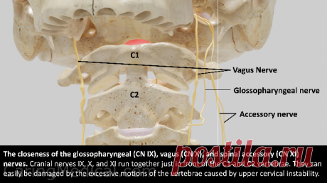 Vagus nerve compression in the neck: Symptoms and treatments - Ross Hauser, MD The vagus nerve plays a key role in regulating many of our body’s functions. Its name best describes its physical characteristics, Vagus is Latin for “fugitive,” or “wanderer.” It is the longest and most widely extended of the nerves of the body. The vagus nerves keep us alive by their innervation (nervous system function) of the internal organs of the body and their interactions with the brain,...