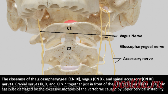 Vagus nerve compression in the neck: Symptoms and treatments - Ross Hauser, MD The vagus nerve plays a key role in regulating many of our body’s functions. Its name best describes its physical characteristics, Vagus is Latin for “fugitive,” or “wanderer.” It is the longest and most widely extended of the nerves of the body. The vagus nerves keep us alive by their innervation (nervous system function) of the internal organs of the body and their interactions with the brain,...
