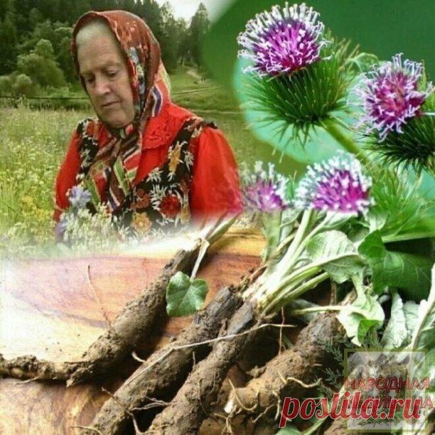 Однажды я читала лекцию и сказала: «Есть такой академик, который лечит все заболевания. Сидит в земле академик-лопух и ждет, когда его человек возьмет и будет им лечиться». 
 
Сейчас люди почти все больны. Рак просто косит людей. А лопух лечит все онкологические заболевания. Лечит сахарный диабет, бронхит, гайморит, ревматизм, подагру, артрит, остеохондроз, перелом костей, межпозвоночные грыжи, атеросклероз, заболевания уха, хроническую коронарную недостаточность. 
 
Лопух...