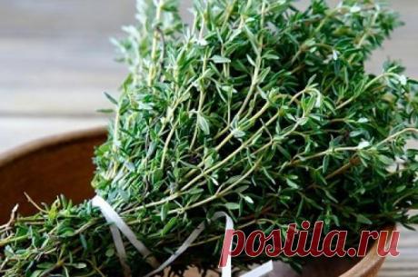 Чабрец: бесценный дар природы