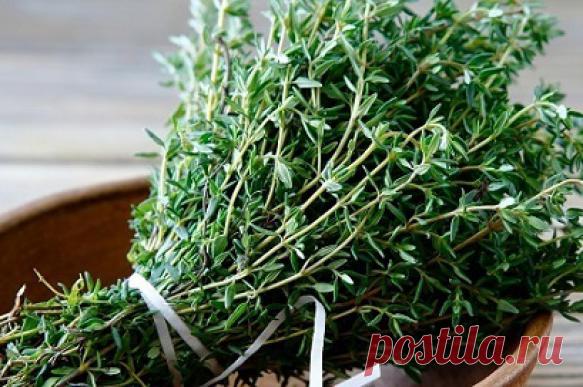 Чабрец: бесценный дар природы