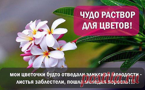 ЧУДО РАСТВОР ДЛЯ ЦВЕТОВ.
"Погибал комнатный цветок на глазах и шансов на спасение все было меньше и меньше. 
Все больные и плохо развивающиеся растения поливать следующим раствором:5-6 яичных белков залить 1 л теплой воды и настаивать неделю. Затем развести 10 л воды. 
Надо сказать, запах раствора был не совсем приятный. 
Результат был действительно потрясающий: мои цветочки будто отведали эликсира молодости - листья заблестели, пошла молодая поросль."