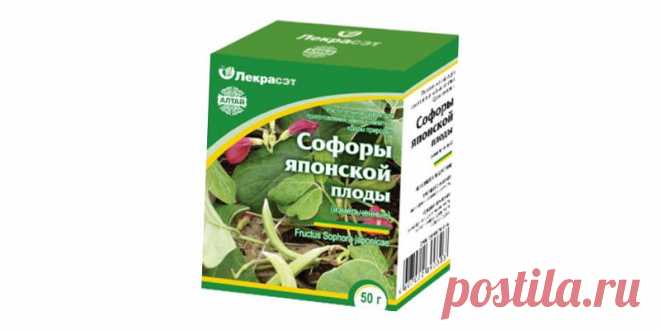 Софора японская: полезные свойства и противопоказания по применению