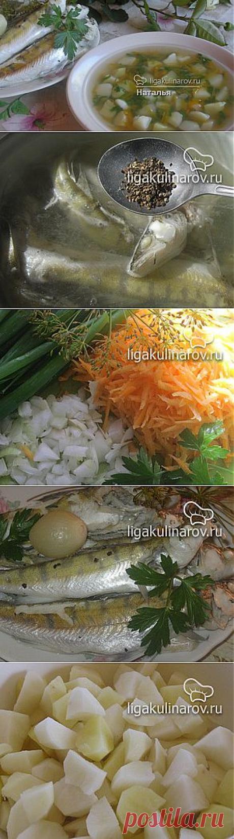 Уха из судака – рецепт с фото от Лиги Кулинаров, пошаговый рецепт