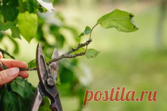 Как обрезать плодовые деревья летом: 5 простых и эффективных приемов