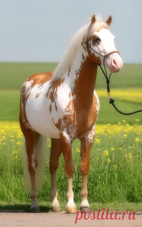 Paint Horse stallion Samy If you love pets, go here! https://myhobbies.biz/  |  Pinterest • Всемирный каталог идей