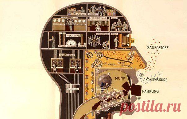 10 необычных защитных механизмов человеческого организма / Абсолютное здоровье