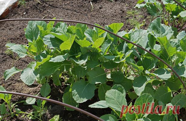 Посев капусты под зиму — авантюра или эффективный метод? — Рамблер/женский