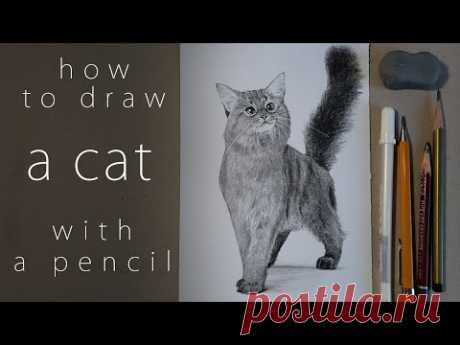 как нарисовать кошку how to draw a cat