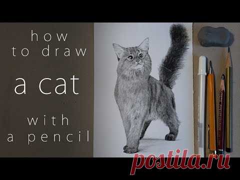 как нарисовать кошку how to draw a cat