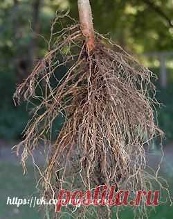 СТИМУЛЯТОРЫ ОБРАЗОВАНИЯ КОРНЕЙ ИЗ ПОДРУЧНЫХ СРЕДСТВ