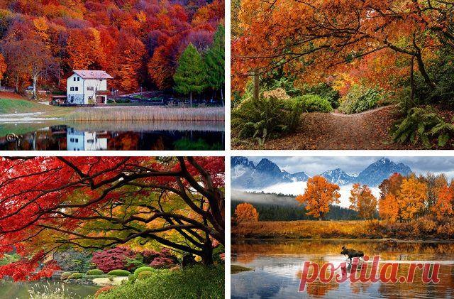 Пышное природы увяданье | Удивительный мир