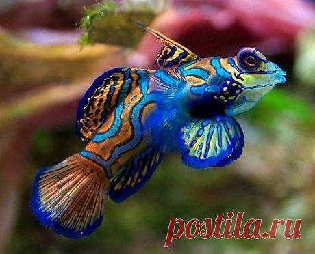 Одноклассники