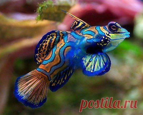 Одноклассники