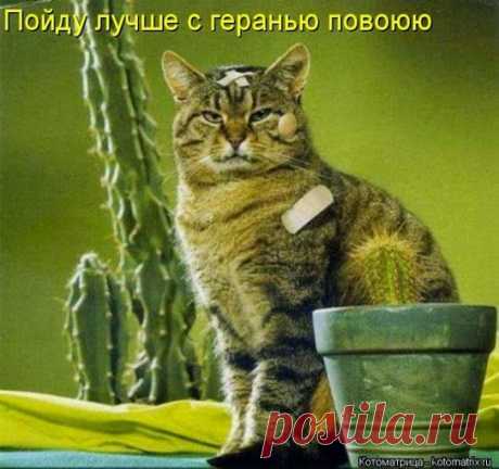 Поведение котов в домашних условиях с точки зрения кота | Город кошек