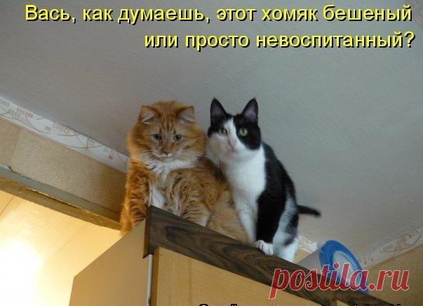 Смешные фото кошек и котят -