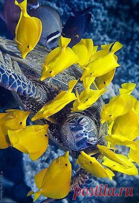 Pinterest