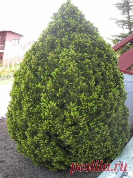 &quot;Елки мои&quot;, елка  N1 - Конника.