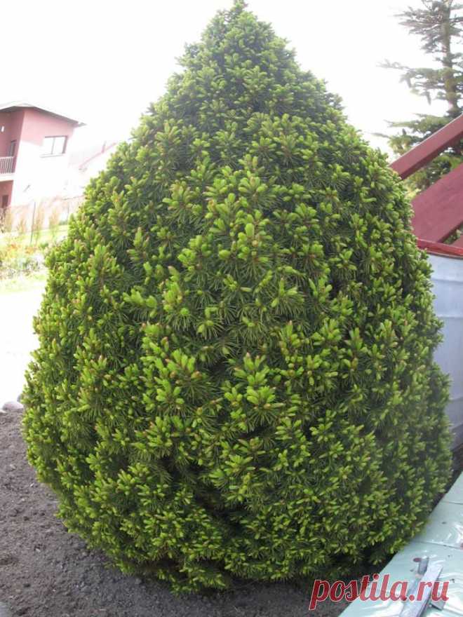 "Елки мои", елка  N1 - Конника.