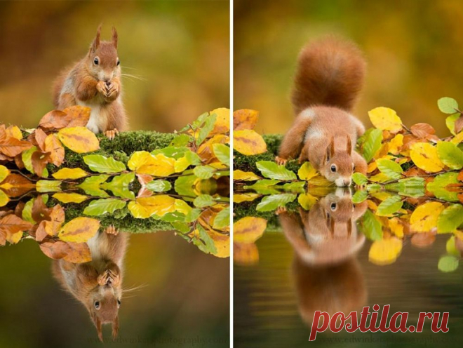 15 животных, которые наслаждаются магией осени