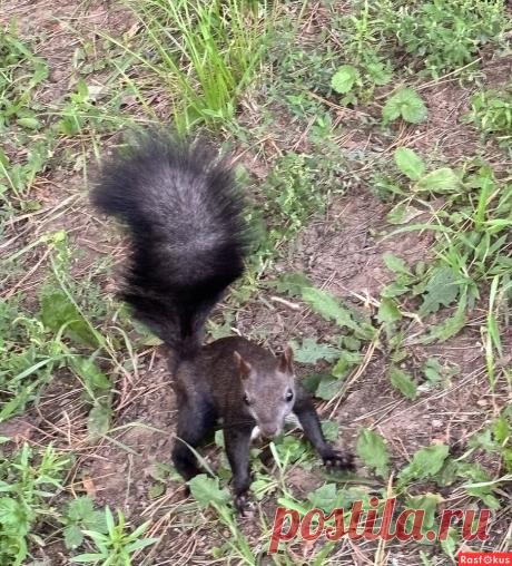 Фото: См. Мой блог.. Фотограф Ирина Родионова (Борейко). Фото животных. Фотосайт Расфокус.ру