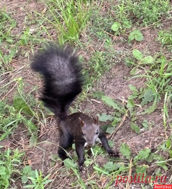 Фото: См. Мой блог.. Фотограф Ирина Родионова (Борейко). Фото животных. Фотосайт Расфокус.ру