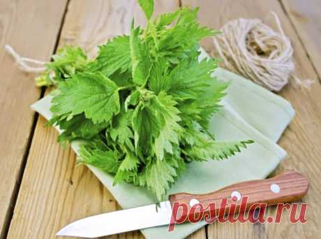 Как и из каких растений вязать веники для бани