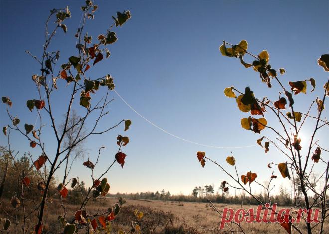 Тверская обл., октябрь 2010 г.
Ворота осени