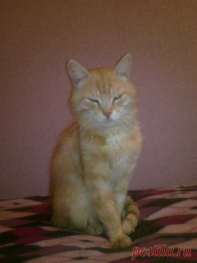 Рыжик-пыжик | Помощь бездомным животным в Оренбурге