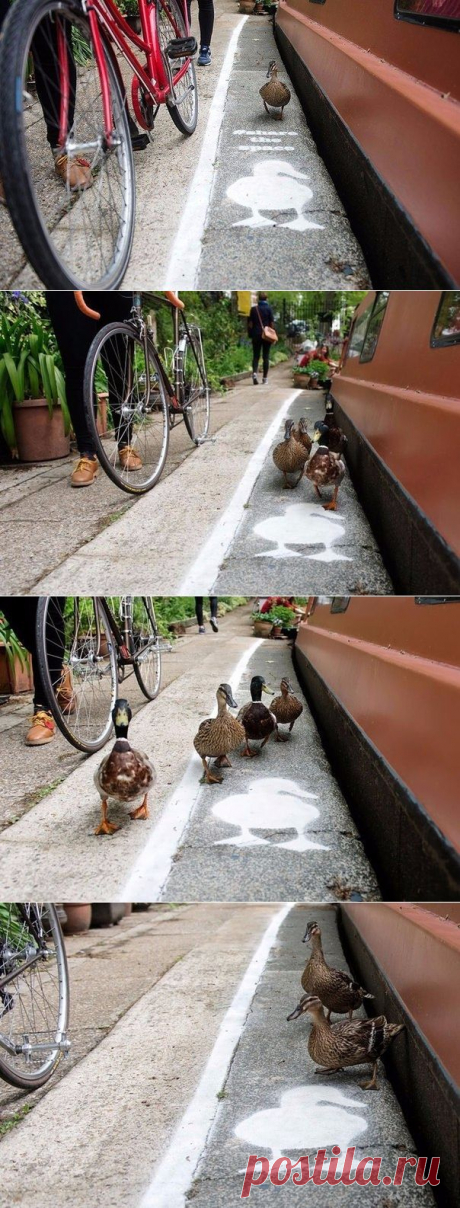 Пернатые стали полноправными участниками дорожного движения в Великобритании! - Путешествуем вместе