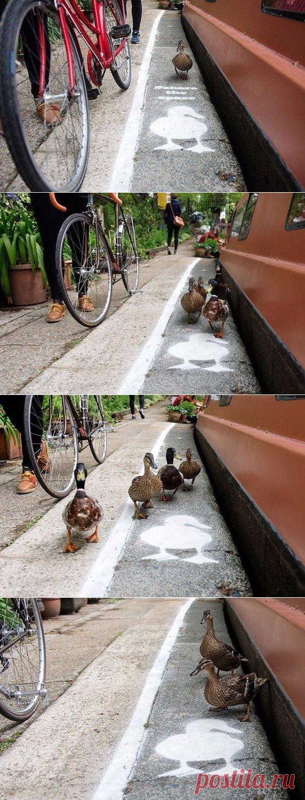 Пернатые стали полноправными участниками дорожного движения в Великобритании! - Путешествуем вместе