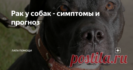 Рак у собак - симптомы и прогноз Рак у собак, диагностируется в ветеринарной медицине все чаще. Важно знать,  как проявляется злокачественная опухоль на первых стадиях, и какие  методы лечения существуют.
