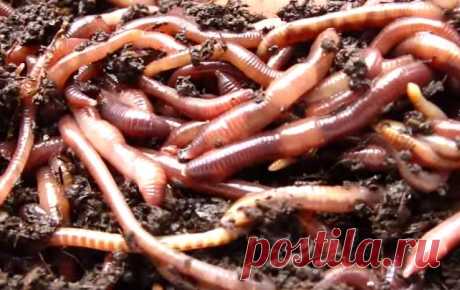 Калифорнийские черви - разведение, фото и видео