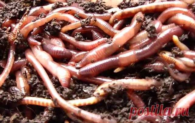 Калифорнийские черви - разведение, фото и видео
