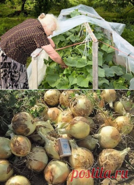 (48) Одноклассники