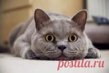 котик