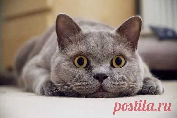 котик
