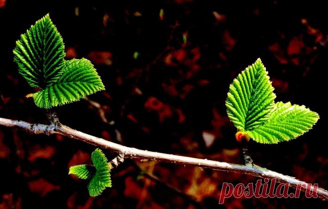 ПЕРВЫЕ ЛИСТИКИ ОЛЬХИ