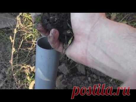 Как посадить виноград ? правильная посадка саженца