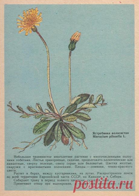 Ястребинка волосистая