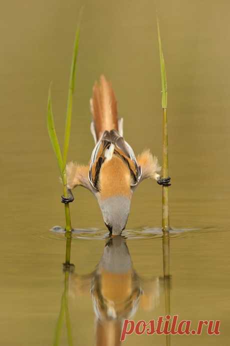 Bearded reedling (Panurus biarmicus)
Photo: Edwin Kats on fivehundredpx