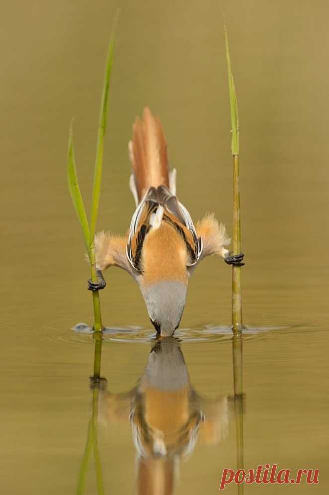 Bearded reedling (Panurus biarmicus)
Photo: Edwin Kats on fivehundredpx