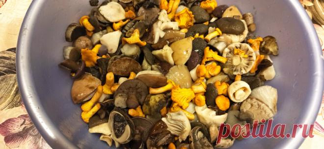 Рецепт самых вкусных солёных грибов. Попробуйте сделать и всегда будете мне говорить спасибо | Брусничка | Яндекс Дзен