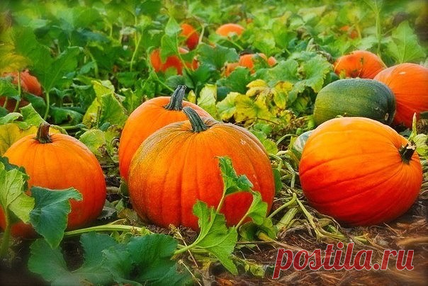 Чем полезна тыква для печени и как ее готовить?

Уже в течение длительного времени полезные свойства тыквы известны людям. В первую очередь эта польза касается печени. Это связано с определенным химическим составом тыквы. Он представлен следующими полезными веществами: вода, белки, жир, углеводы, ряд витаминов (витамин А, группа В и другие), клетчатка и т.д.

Тыква позволяет восстанавливать нарушенный метаболизм клеток печени (гепатоцитов), восстановить их поврежденную стр...