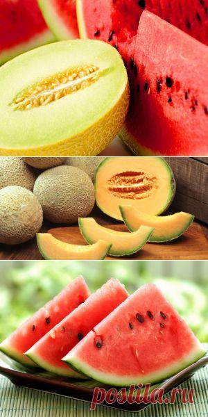 Арбуз и дыня: все, чего ты о них не знал | Советы Народной Мудрости