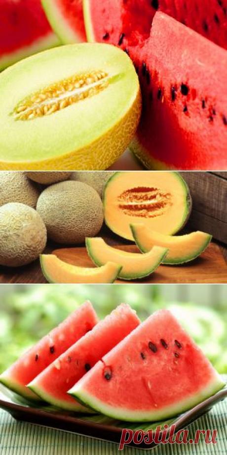 Арбуз и дыня: все, чего ты о них не знал | Советы Народной Мудрости