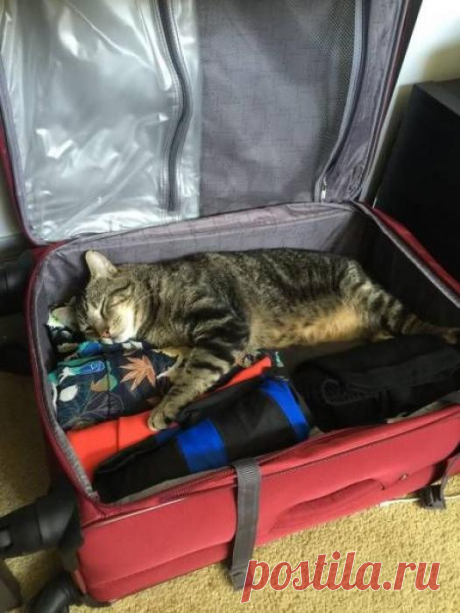 Котэ собрался в отпуск
