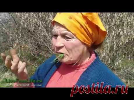 Пырей - целебные и пищевые свойства корней и травы