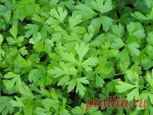 УДАЧНАЯ ДАЧА
Как вырастить петрушку за 3 часа!
Знаете ли вы, что петрушку можно вырастить буквально в течение 3 часов? 
Этот рецепт часто использовался как... фокус.
Размочите семена петрушки в свежем молоке и, трижды посыпав предназначенную для посева землю негашеной и мелкотертой известью, высадите в нее подготовленные семена, землю немного смочите сверху (не проливая глубоко) водой.
Через 3 часа появятся всходы.
Не верите? Пробуйте!
•••